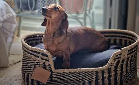 Cama MISSLOTO para Mascotas - Perros y Gatos Medianos