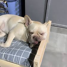 Cama Elevada para Perros Mediana y Grande