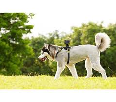 Arnés Ajustable para Perro con Montura para Action CAM