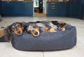 Cama Grande de Rosa para Perros de Raza Grande