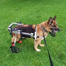 Silla de Ruedas Ligera para Perros