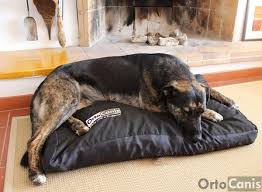 La Cama Ideal para Tu Perro Activo