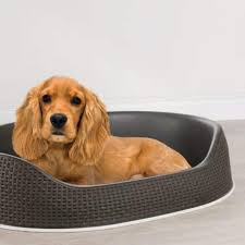 Cama para Mascotas Curver M Antracita