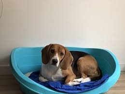 Cama Ovalada para Perros de Resina Plástica Impermeable - Azul (Tamaño S)