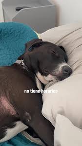 ¡Dulces Sueños: Perro Tierno en Almohada!