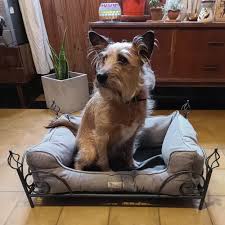 Cama de Hierro Forjado para Mascotas