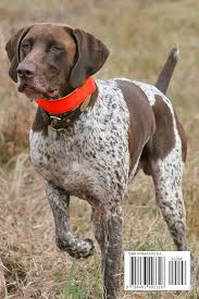 Todo sobre el Perro Teckel: Guía Completa