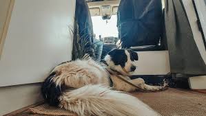 Viajar con tu Perro en Furgoneta: Guía Galaventura