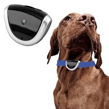 Cámara de Video para Perros de Caza 8GB