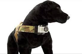 Arnés Canino para GoPro - Captura Aventuras