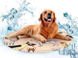 Camas Frescas: Confort para Mascotas en Días Calurosos