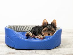 Mejores Camas Refrigerantes para Perros - Tiendanimal