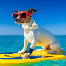 Xiaoxin: Collar Refrescante para Perros de Verano